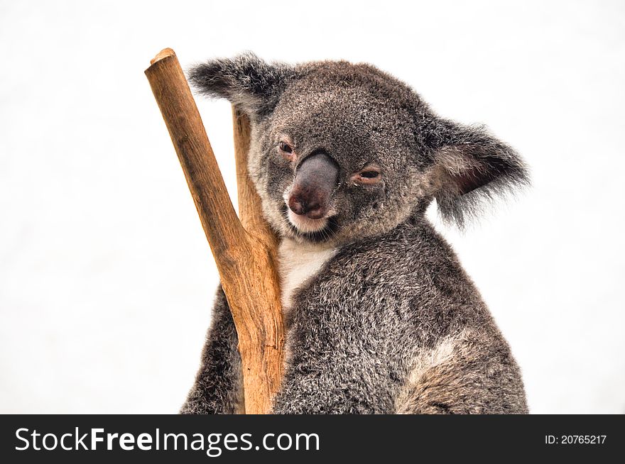 Koala having a rest