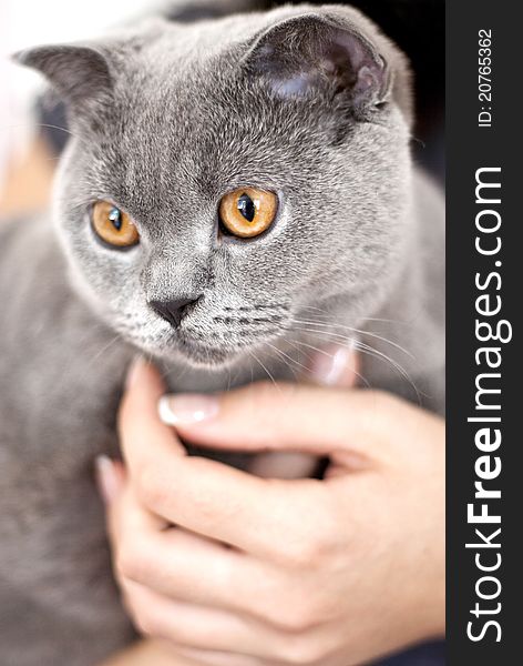 Pretty adult gray cat in hands