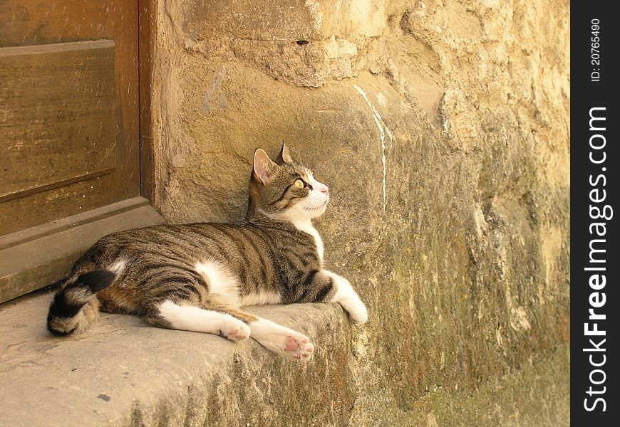 A cat lying on stone step in warm summer day. A cat lying on stone step in warm summer day