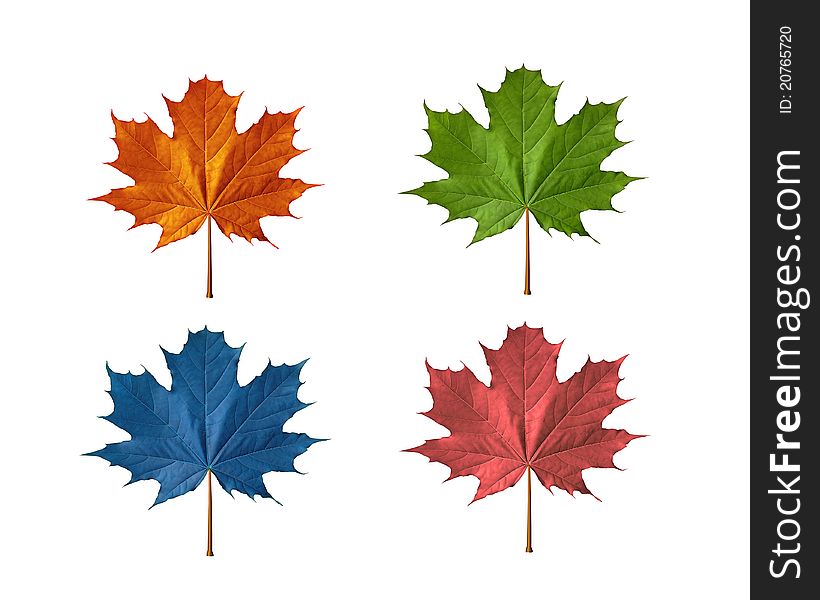 Maple leafs with different colors