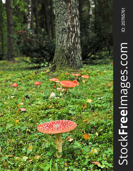 A fly agaric in a green field looking very red. A fly agaric in a green field looking very red