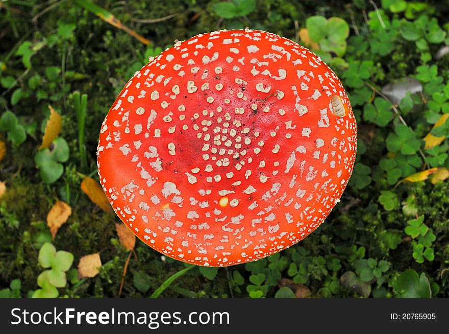 A fly agaric in a green field looking very red. A fly agaric in a green field looking very red