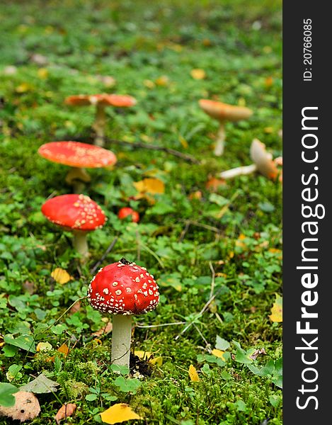 A fly agaric in a green field looking very red. A fly agaric in a green field looking very red