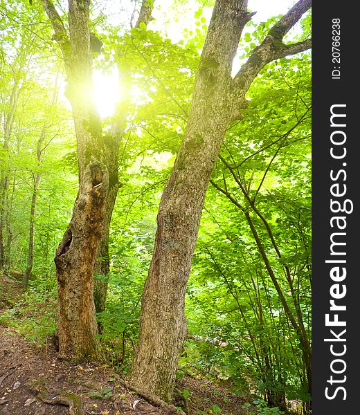 Sunny pine forest, sunrise with rays of sun light coming through the branches.