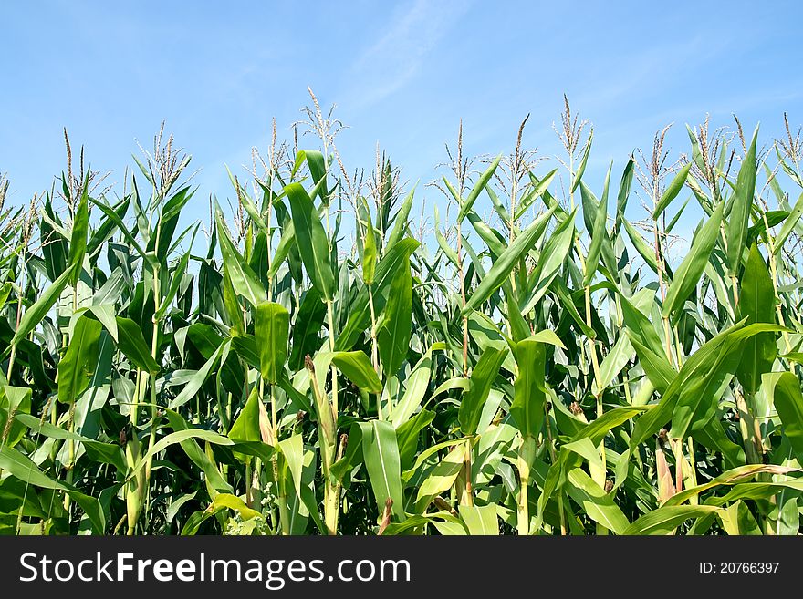 Summer cornfield with blue sky. Summer cornfield with blue sky