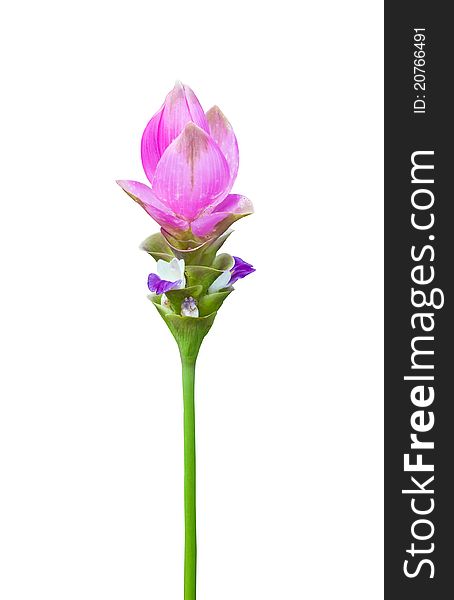 Pink Siam tulip