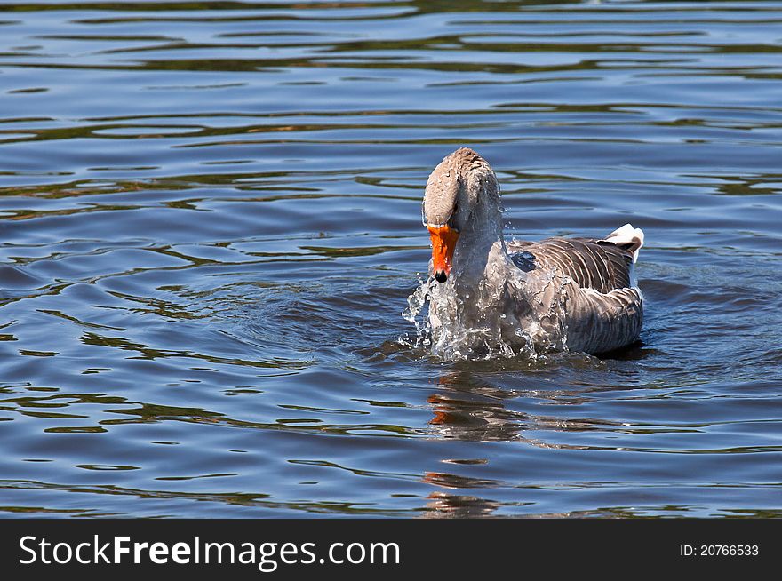 Domestic goose bathing and preening.