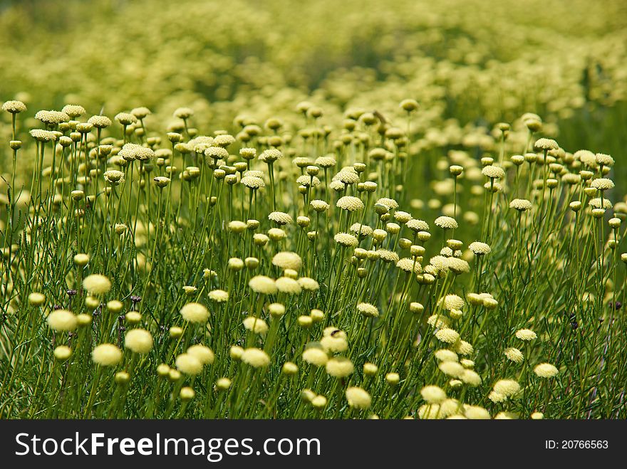 Field Covered With Flowers