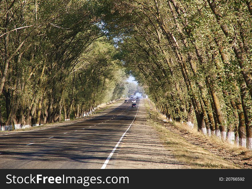 Straight Road Between Trees