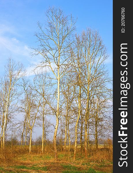 Poplars trees in the blue sky