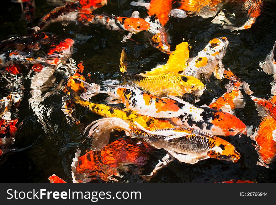 Fishes In Pond