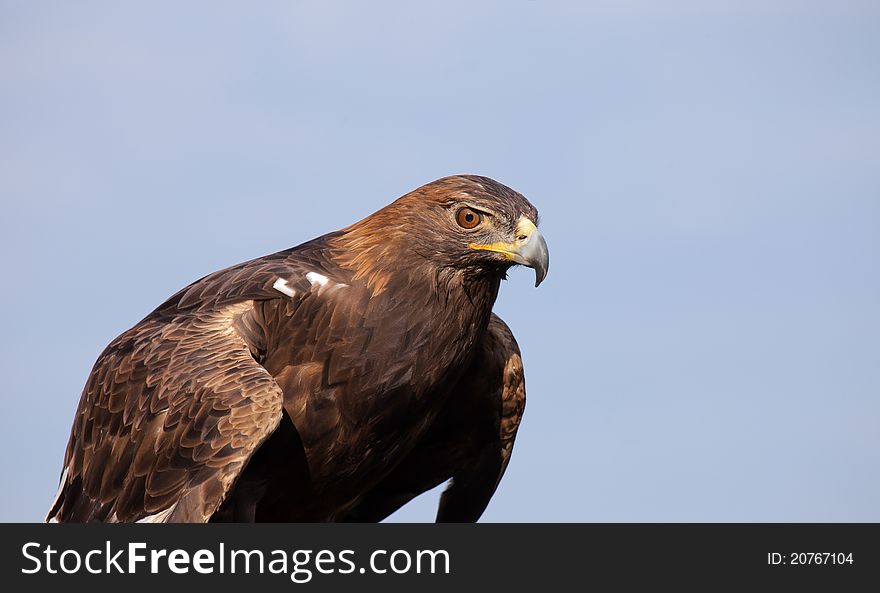 Golden Eagle against blue sky of summer. Copy space available.