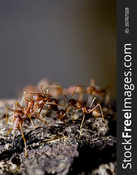 Group Of Red Ants On Wood