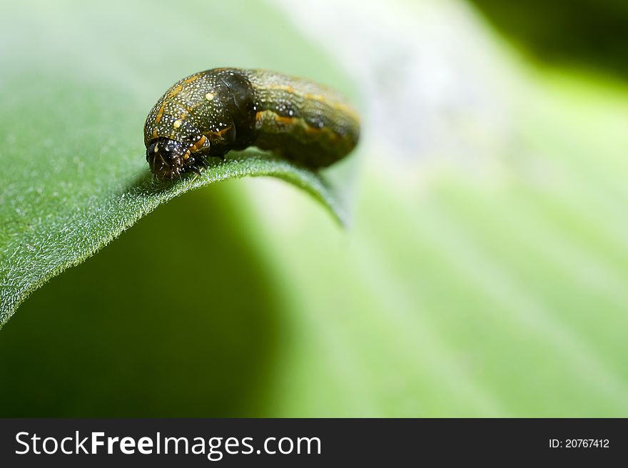 Macro shot worm in green leaf nature. Macro shot worm in green leaf nature