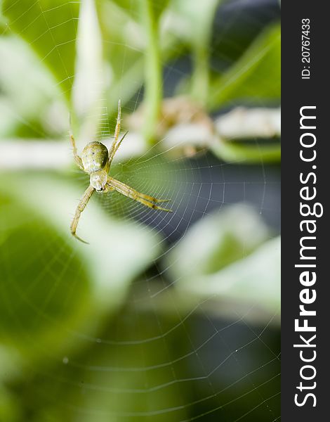 Close up shot of a green spider in its web