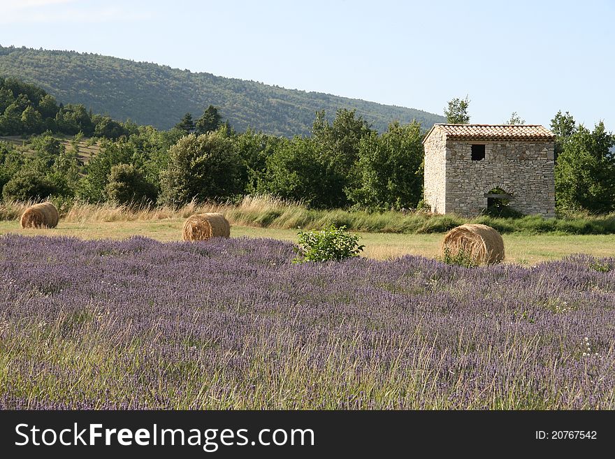 Lavender field with house and hayrolls in Provence, France. Lavender field with house and hayrolls in Provence, France