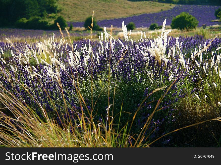 Typical wiev of a lavender field in Provence