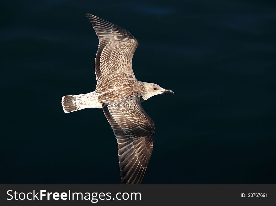 Flying seagull over the sea