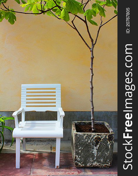 White garden chair under figs tree