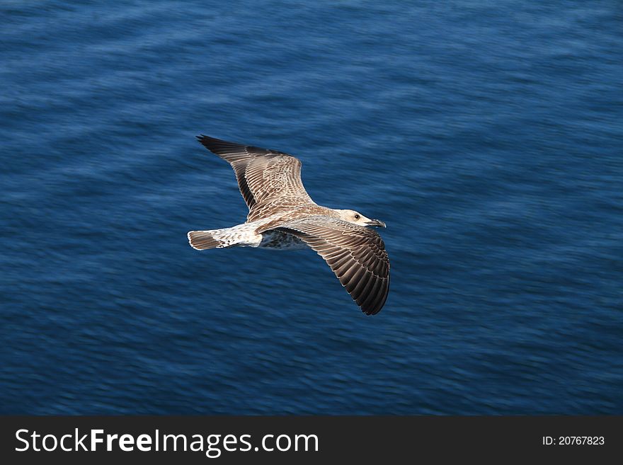 Flying seagull over the sea