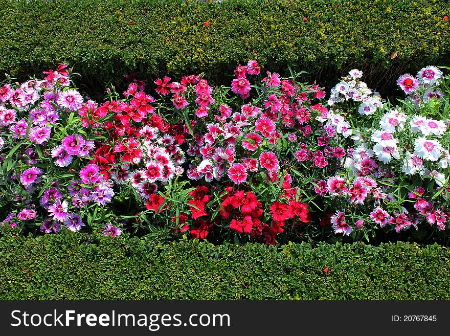 Colorful flowers