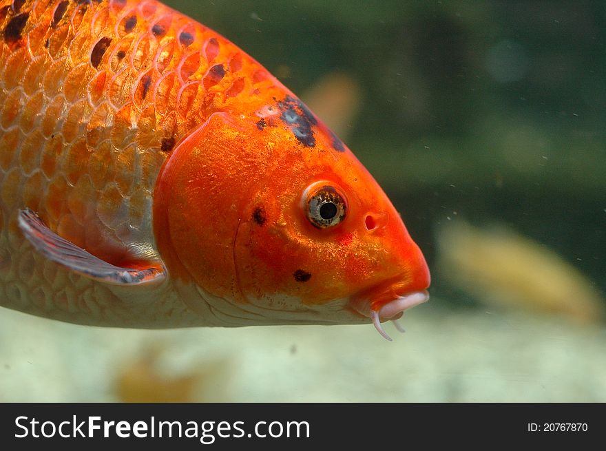 Orange Fish Underwater