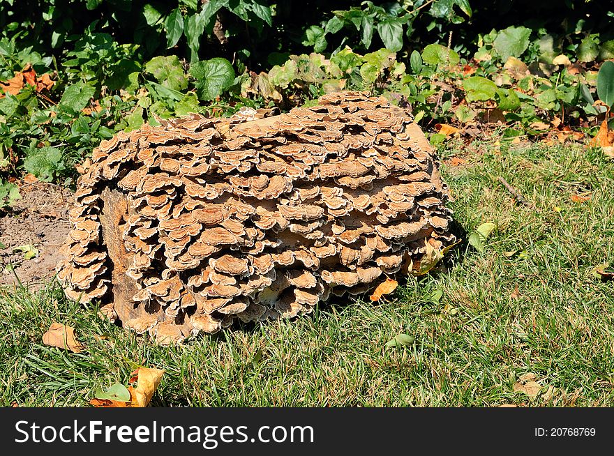 In the clearing is a piece of wood covered with dried mushrooms. In the clearing is a piece of wood covered with dried mushrooms