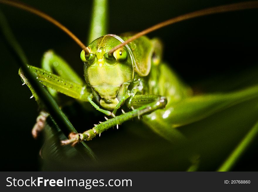 Grasshopper hiding in grass