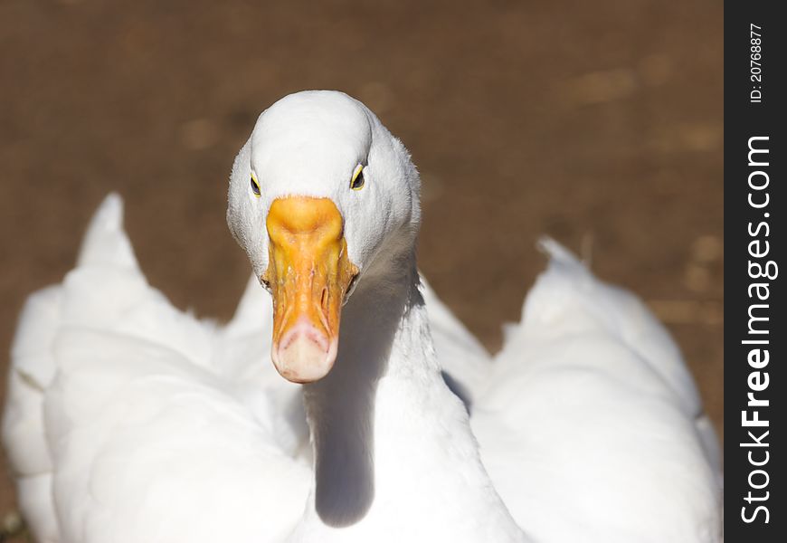 White goose looking ahead - close up