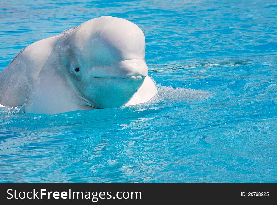 White dolphin swims in the water and looking at zoo visitors