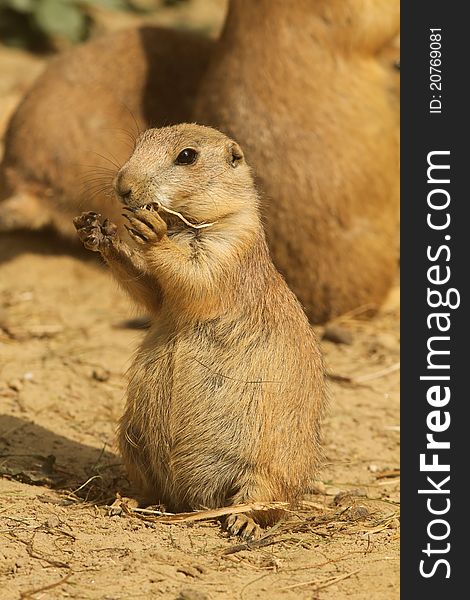 Animals: Young little prairie dog standing upright and eating. Animals: Young little prairie dog standing upright and eating