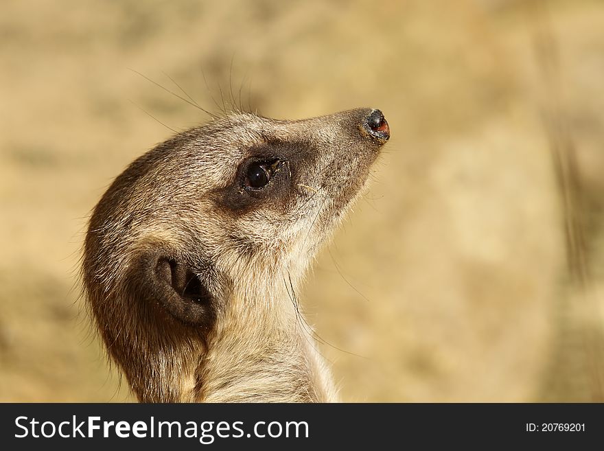 Animals: Portrait of a meerkat looking up
