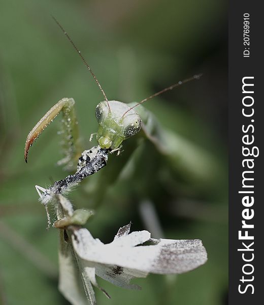 The mantis eating the victim