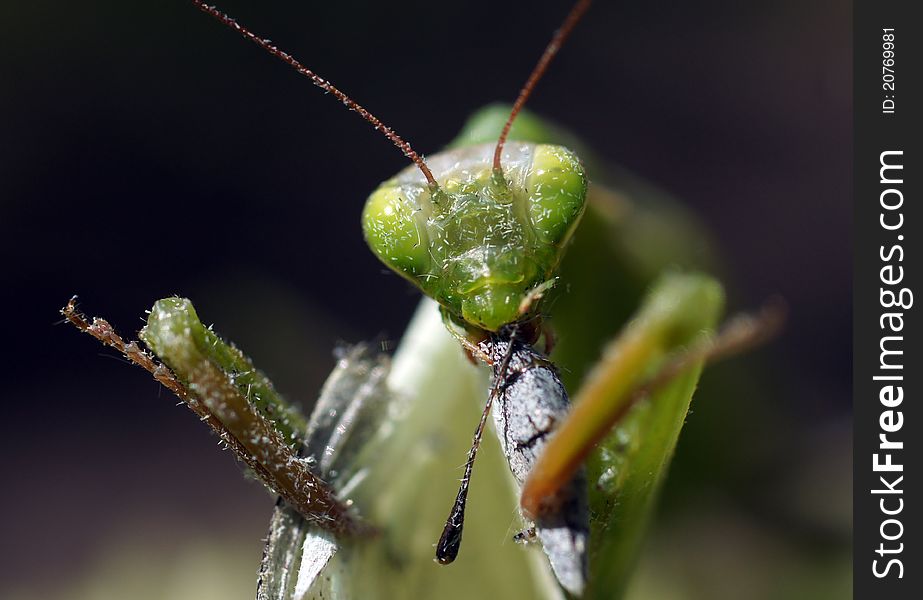 The green mantis eating insects