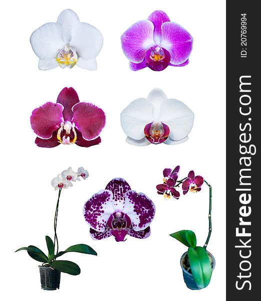 Group of beautiful different orchids isolated on white background. Group of beautiful different orchids isolated on white background