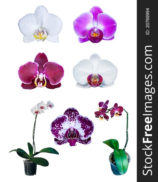 Group Of Orchids Isolated