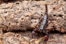Scorpion Royalty Free Stock Image Scorpion Royalty Free Stock Image