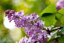 Bunch Of Violet Fragrant Pink Lilac Stock Images Bunch Of Violet Fragrant Pink Lilac Stock Images