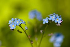 Blue Forget-me-not Royalty Free Stock Image Blue Forget-me-not Royalty Free Stock Image