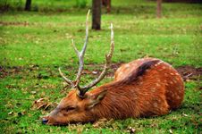 The Sika Deer Royalty Free Stock Photos The Sika Deer Royalty Free Stock Photos