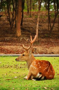 The Sika Deer Stock Photos The Sika Deer Stock Photos