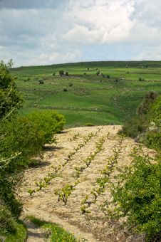 Vineyard At Spring Royalty Free Stock Photo Vineyard At Spring Royalty Free Stock Photo