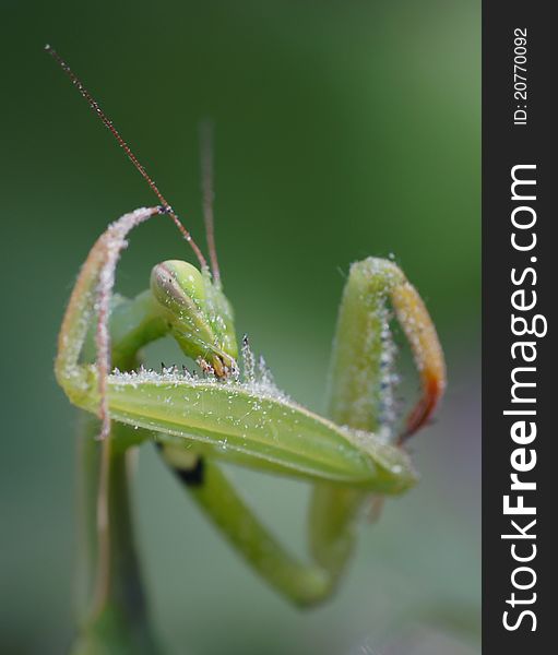 The green mantis eating insects