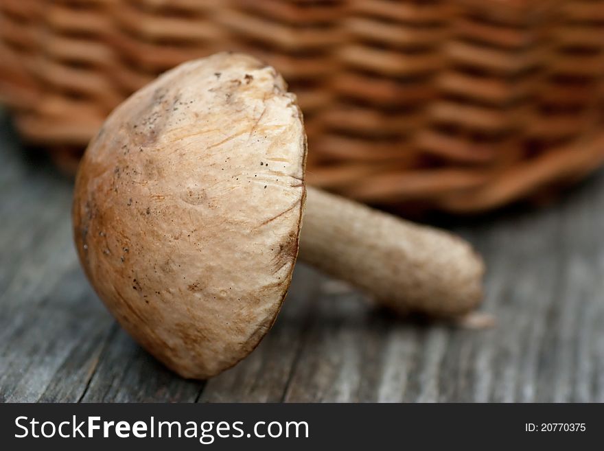 Close up view of brown cup boletus and a basket. Close up view of brown cup boletus and a basket