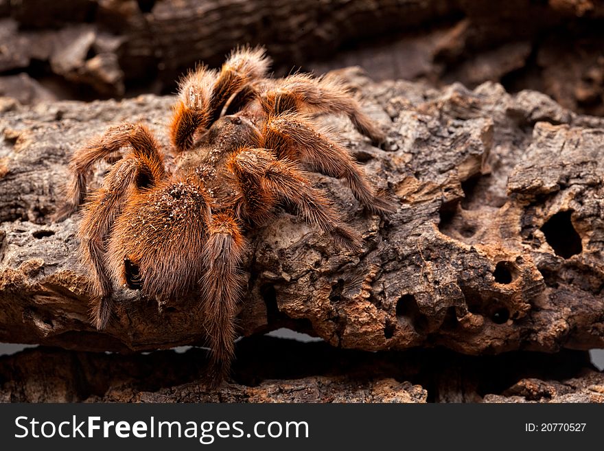 Huge Hairy Orange Spider on bark. Huge Hairy Orange Spider on bark