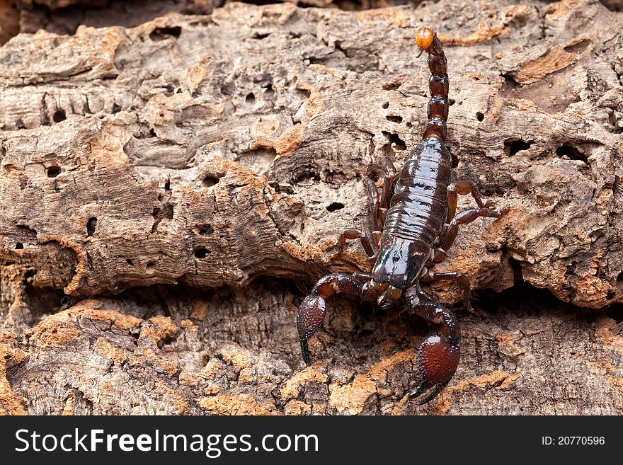 Upper side studio photography of a Scorpion on bark