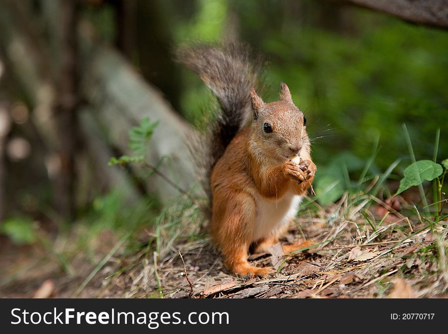 Close-up photo of small red fluffy European squirrel eating seeds in summer forest. Close-up photo of small red fluffy European squirrel eating seeds in summer forest