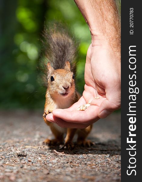 Close-up photo of small red fluffy European squirrel eating seeds from human hand in summer forest. Close-up photo of small red fluffy European squirrel eating seeds from human hand in summer forest