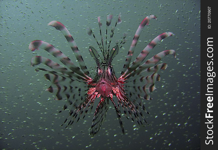 The Common Lionfish as seen in the Red Sea, Egypt. The Common Lionfish as seen in the Red Sea, Egypt