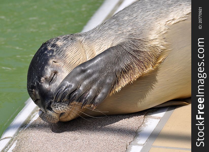 Lying and resting sea lion in the rescue station in the Netherlands. Lying and resting sea lion in the rescue station in the Netherlands